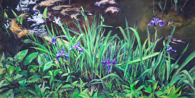 Adirondack Iris